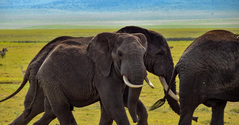 Safari en Tanzanie : conseils et expériences pour un voyage inoubliable