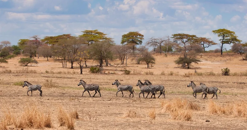 Sortir des sentiers battus : Ruaha, Katavi, Nyerere