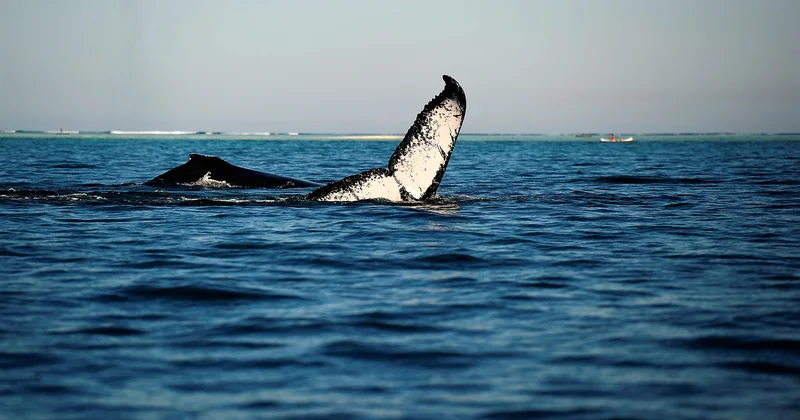 Excursion baleine Islande Reykjavik : comment ça se passe vraiment